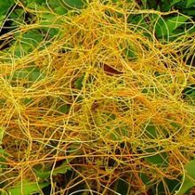 افتیمون شامی