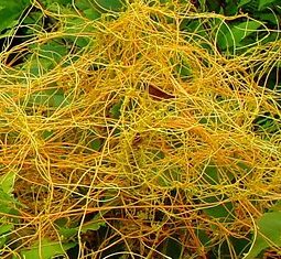 افتیمون شامی